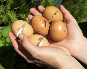 Begraaf een ei in je tuin en laat je verbazen over wat er gebeurt