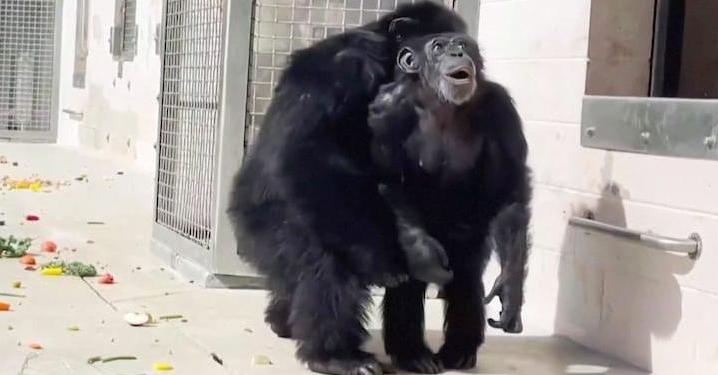 Snik! Chimpansees die 29 jaar geen daglicht zagen voor het eerst weer buiten