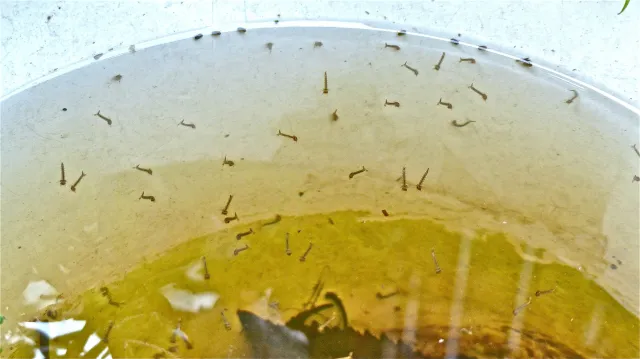 Er bestaat een simpele manier om van larven in de regenton af te komen (zie hoe)